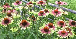 Echinacea Purpurea 'Green Twister' - vaso 12 cm quadrato
