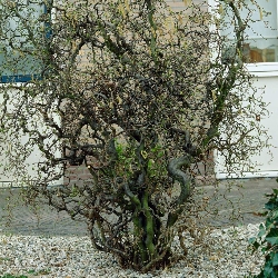 Corylus avellana ' Contorta ' - Nocciolo Contorto - vaso Ø 19cm