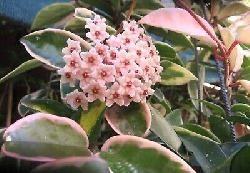 Hoya carnosa 'Krimson Queen', fiore di cera - vaso Ø12 cm