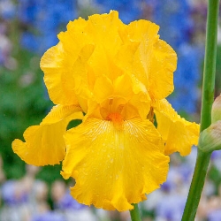 Iris Germanica " Pure as Gold " - v17