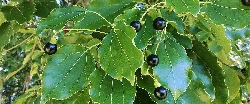Cinnamomum camphora - Albero della canfora - vaso 24
