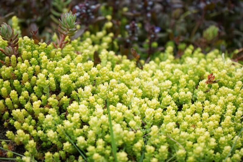 Sedum acre 'Yellow Queen' - vaso Ø17 cm Sedum acre 'Yellow Queen' - vaso Ø17 cm