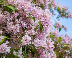Kolkwitzia amabilis - vaso 24