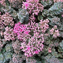 Sedum pluricaule - vaso quadro 11 cm