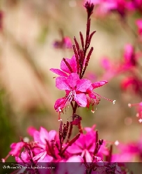 Gaura Lindheimeri Fucsia - vaso Ø17 cm
