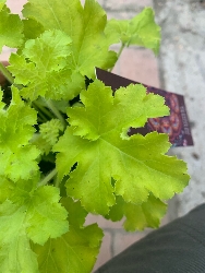 Heuchera " Limeberry " vaso 12