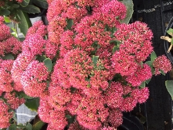 Sedum telephium 'Seduction' - vaso Ø17 cm