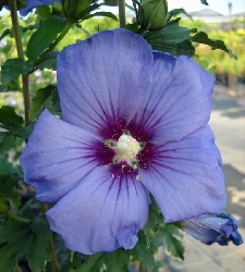 Hibiscus syriacus "Ultramarine"- Ibisco - vaso 20x26