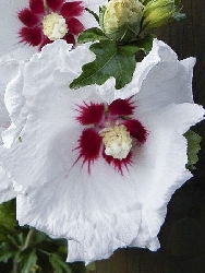 Hibiscus syriacus " Sup Heart "- Ibisco - vaso 20x26