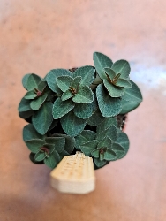 Peperomia verticillata 'Red Log' - vaso Ø8 cm