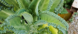 Kalanchoe Daigremontiana, Pianta del Folletto - vaso Ø8 cm
