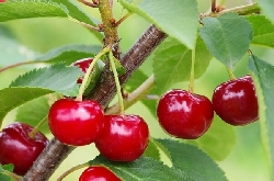 Ciliegio Prunus Carmine Jewell - vaso 12x12x18 cm