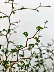 Sophora prostrata 'Little Baby', Sophora Nana - vaso Ø17 cm