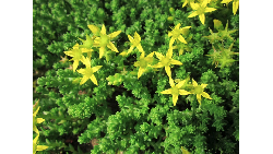 Sedum Acre 'Aureum' - vaso Ø14 cm