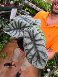 Alocasia 'Silver Dragon' - ciotola Ø17 cm