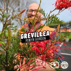 Grevillea 'Robyn Gordon' - vaso Ø20 cm