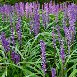 Liriope Muscari v9