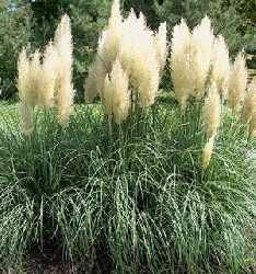 Cortaderia selloana 'Alba', Erba della Pampa, Gynerium, BIANCA - vaso Ø9 cm