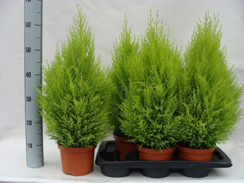 Cupressus macrocarpa, Cipresso di Monterey ' Goldcrest Wilma ' - vaso Ø 17cm H 60 cm Cupressus macrocarpa, Cipresso di Monterey ' Goldcrest Wilma ' - vaso Ø 17cm H 60 cm