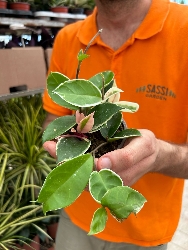 Hoya carnosa 'Krimson Queen', Fiore di Cera - vaso Ø10 cm