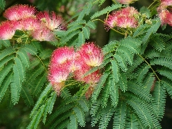 Albizia julibrissin, Acacia di Costantinopoli, Gaggia - vaso Ø18 cm h 130
