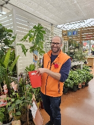 Carica papaya, Papaya - vaso Ø23 cm