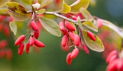Berberis vulgaris, Crespino - vaso 0,7 litri h 30