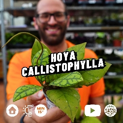 Hoya Callistophylla - vaso Ø5,5 cm