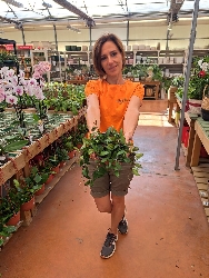 Hoya Rosita, Fiore di cera - vaso Ø15 cm