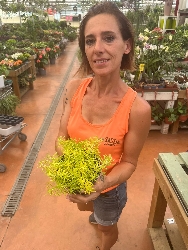 Sedum 'Yellow Bouquet' - vaso Ø12 cm