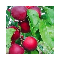Albicocco Aprikyra - Prunus armeniaca 'Aprikyra' - Incrocio fra susino e albicocca - vaso Ø27 cm