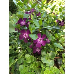 Vinca minor atropurpurea - Pervinca - vaso Ø8  cm
