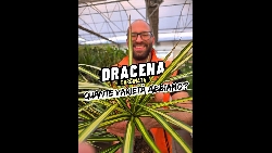 Dracena marginata 'Sunray', Dracaena - vaso Ø21 cm 3 tronchi