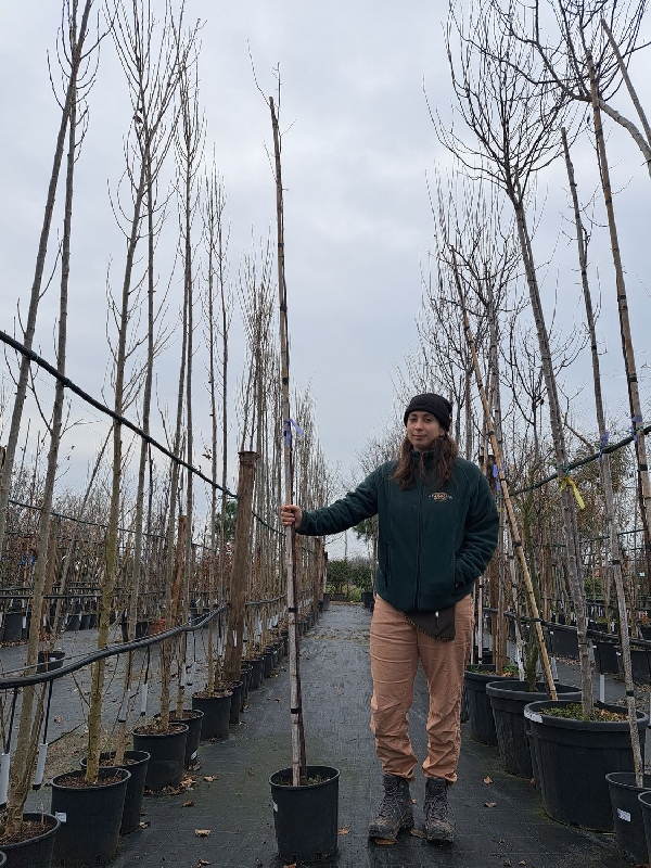 Prunus cerasifera 'Pissardii', Prunus Pissardi, Cagnetto, Ciliegio da fiore - vaso Ø24 cm, h 250cm Astone albero Prunus cerasifera 'Pissardii', Prunus Pissardi, Cagnetto, Ciliegio da fiore - vaso Ø24 cm, h 250cm Astone albero