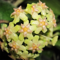 Hoya balaensis splash, Fiore di Cera - vaso Ø7 cm