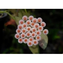 Hoya sipitangensis , Fiore di Cera - vaso Ø7 cm