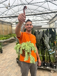 Sedum burrito, Coda d' Asino - basket Ø17 cm