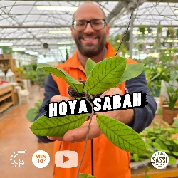 Hoya sabah, Fiore di cera - vaso Ø9 cm