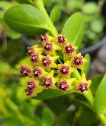 Hoya cumingiana, Hoya Cumiana - Ø13 cm