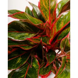 Aglaonema 'Red Siam' - vaso Ø12 cm
