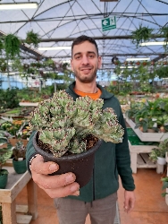 Euphorbia lactea variegata crestata - vaso 13