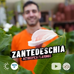 Calla Rosa, Zantedeschia aethiopica Flamingo - vaso Ø9  cm