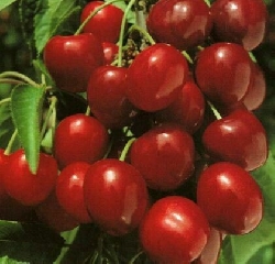 Ciliegio Bigarreau Van - Prunus avium ' Bigarreau Van ' - Mastellino 30 litri
