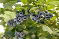 Mirtillo Americano Gigante Tardivo, Vaccinium corymbosum 'Brigitta' - VP. 12 cm alto