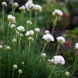 Armeria maritima ' Abbey white' , Spigolino marittimo - vaso Ø13 cm