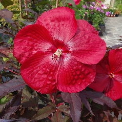 Ibisco Palustre, Hibiscus moscheutos ' Carousel Geant red ' - vaso Ø24 cm