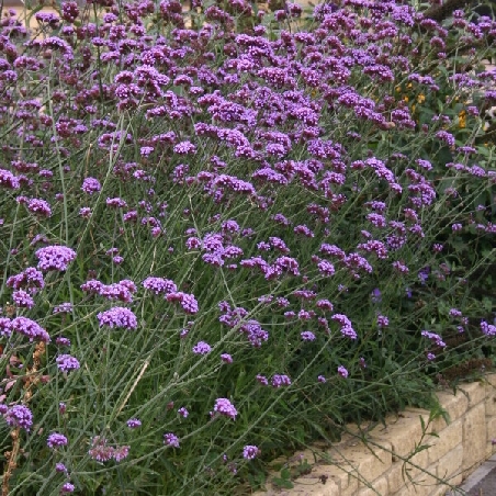Verbena Bonariensis vaso 18