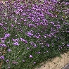 Verbena Bonariensis vaso 18