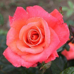 Rosa Rose, Grandi Fiori, Meilland Cristoforo Colombo® - Vaso 20 cm 3 canne rampicante