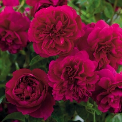 Rosa Rose - Rampicanti - Rosa ' Thomas à Becket '- David Austin - Vaso 20 3 canne
